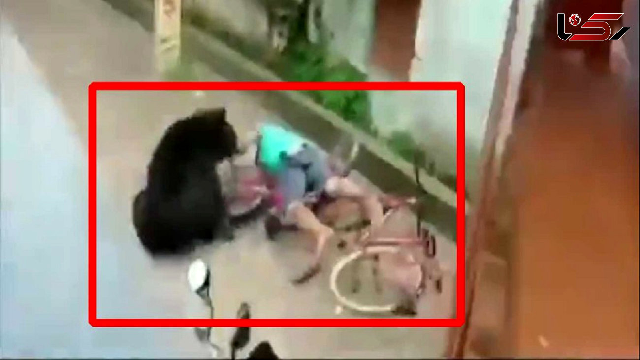 لحظه وحشتناک حمله خرس به دوچرخه سوار وسط شهر! + فیلم