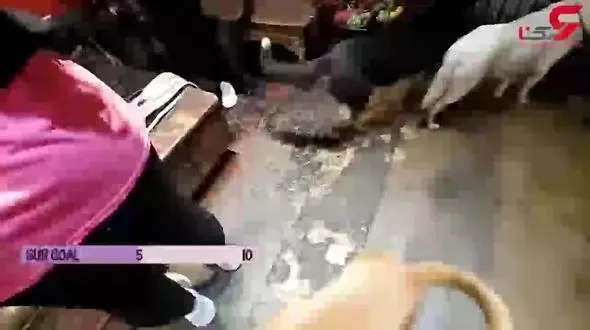 ویدیو دلخراش از رفتار وحشیانه یک زن با حیوانات+فیلم 