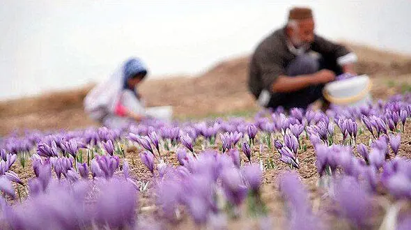  بازگشت اجباری ارز، جایگاه جهانی صادرات گیاهان دارویی و زعفران را سوزاند