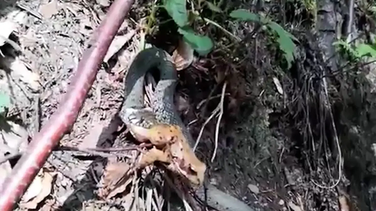 فیلم تلاش قورباغه برای فرار از چنگال مار