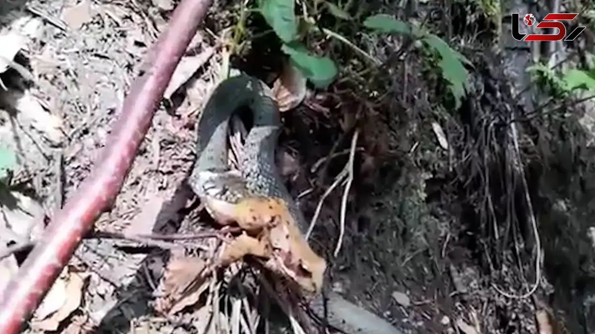 فیلم تلاش قورباغه برای فرار از چنگال مار