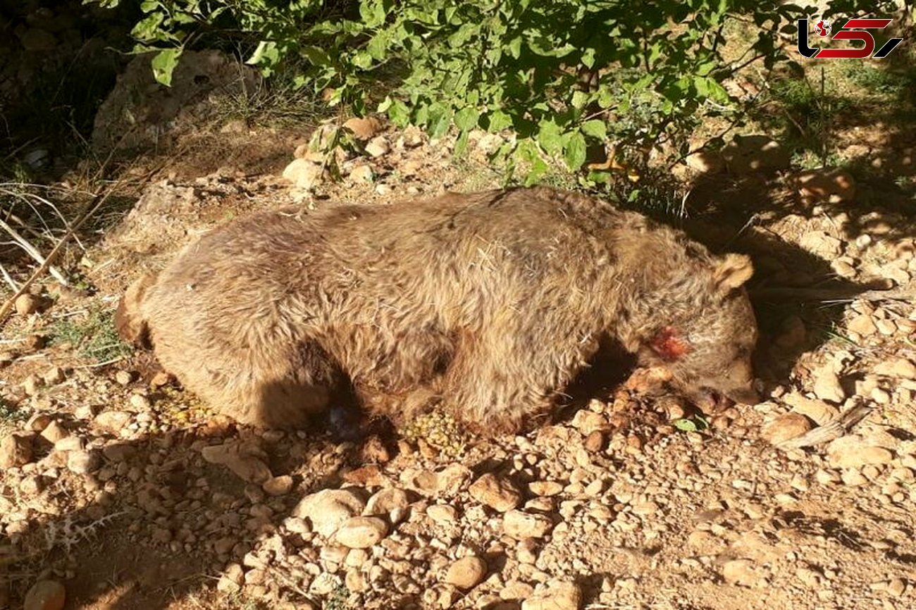 دردناکترین عکس از جسد یک خرس قهوه‌ای / صدور دستور بازداشت در کهگیلویه 