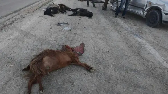 خودرو سمند 27 گوسفند را در جاده فسا لت و پار کرد + عکس