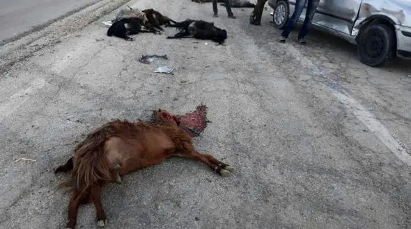 خودرو سمند 27 گوسفند را در جاده فسا لت و پار کرد + عکس