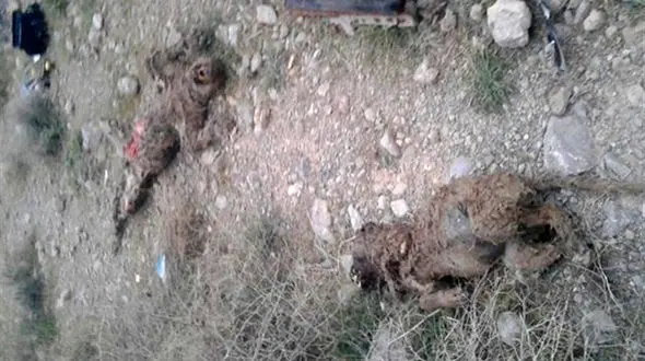  تعقیب و گریز پلنگ و شغال در دنا هر دو را به کام مرگ کشاند+عکس 