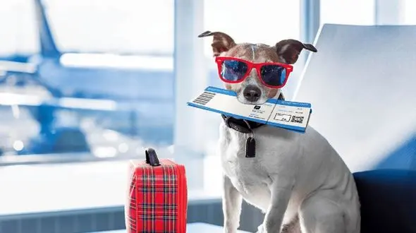 شرایط و هزینه حمل حیوان خانگی با ایرلاین داخلی