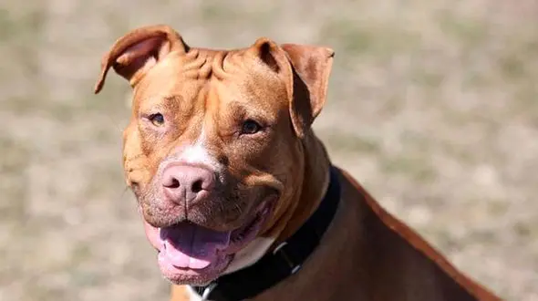 مرگ عجیب نوزاد دختر در مهربانی سگ  ! / دعوای زن و شوهری حادثه آفرید