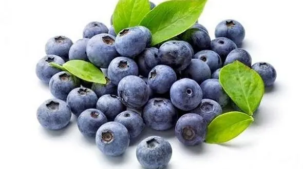 با مصرف بلوبری به جنگ این سرطان زنانه بروید