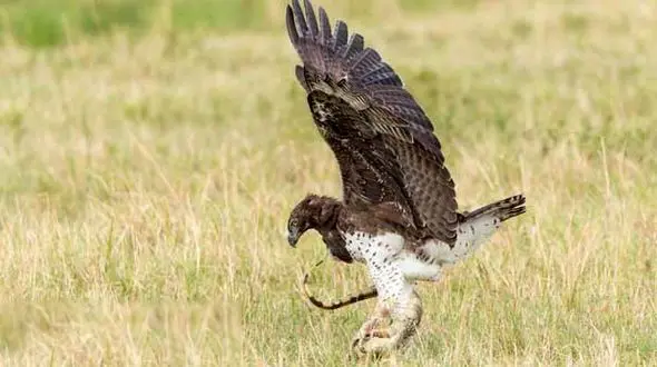 مشاهده عقاب شاهی برای نخستین بار در چهارمحال و بختیاری + عکس