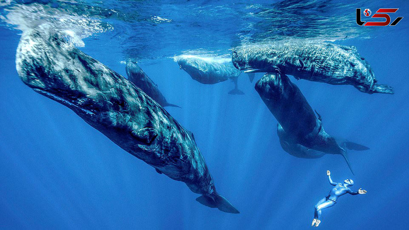 شنای هیجان انگیز با نهنگ های غول پیکر
