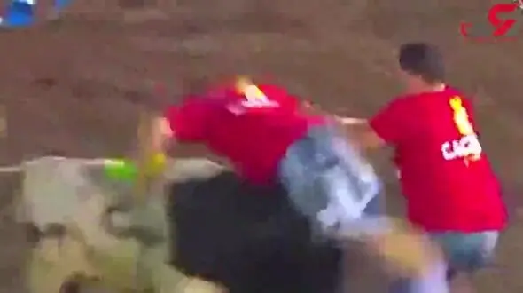 حمله دو گاو وحشی به یک مرد بدشانس + فیلم