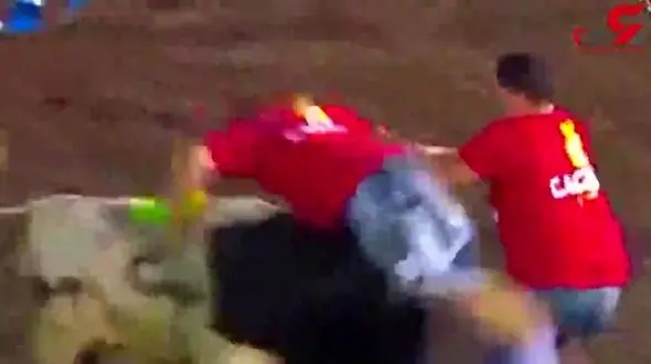 حمله دو گاو وحشی به یک مرد بدشانس + فیلم