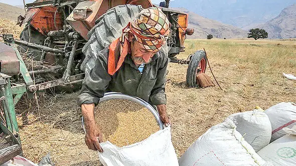 قیمت خرید تضمینی گندم هر کیلو 19500 تومان تصویب شد