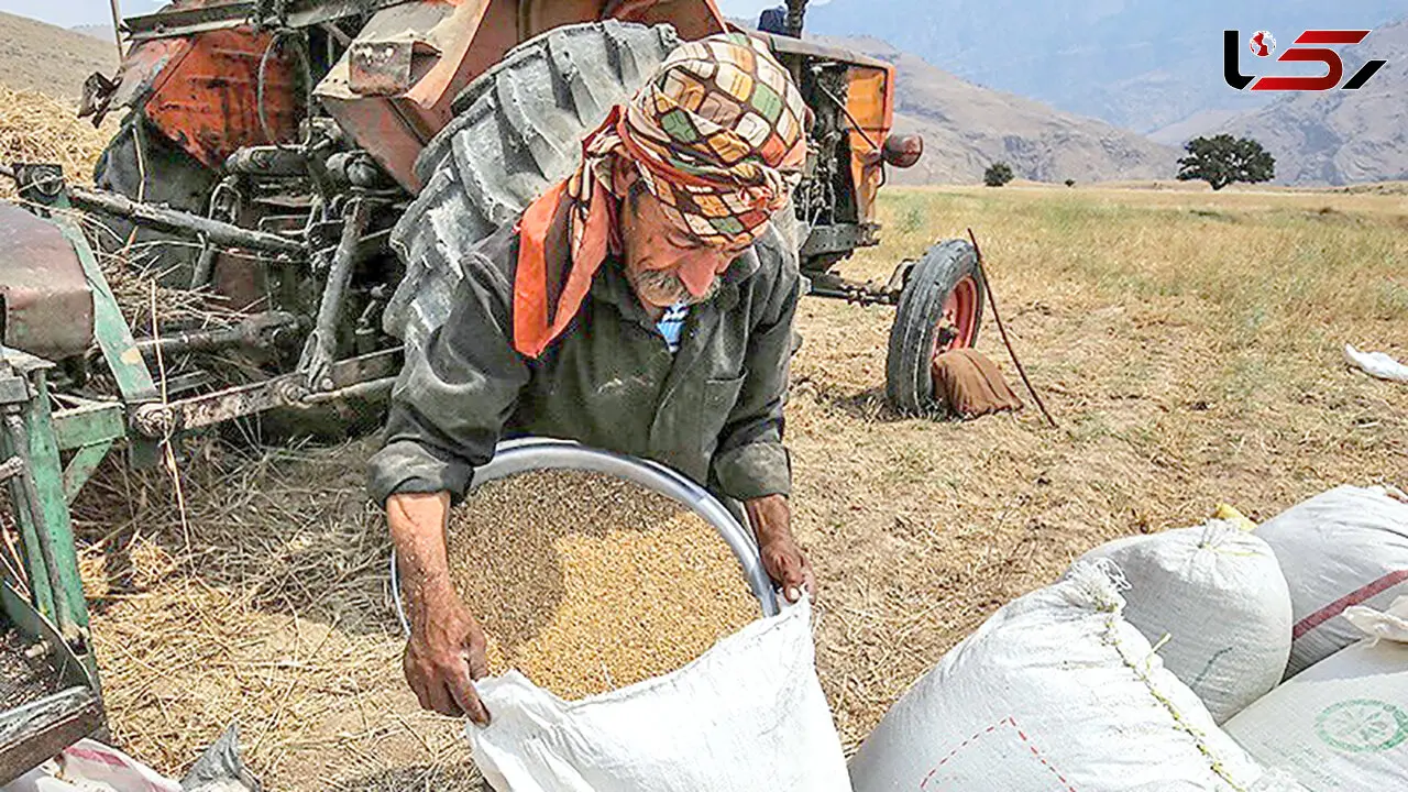 قیمت خرید تضمینی گندم هر کیلو 19500 تومان تصویب شد