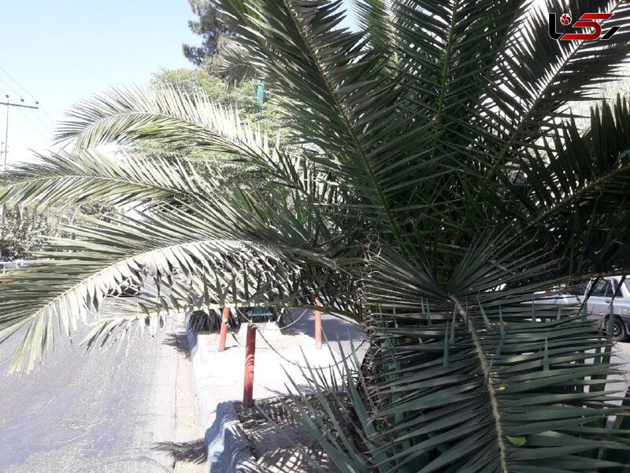 دستگیری گل‌فروش سارق برگ درختان نخل طلایی بوستان‌ ساوه