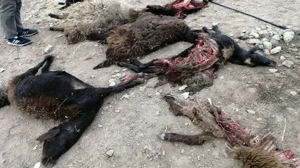 وحشت از حمله خونین گرگ های گرسنه در مبارکه اصفهان