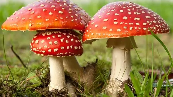 قارچ های سمی به این دو ارگان حیاتی بدن آسیب وارد می کند