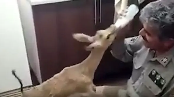 این محیط بان بره آهو را سیراب کرد + فیلم 