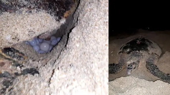 سلام لاکی! خوش اومدی/ فیلم دیدنی از لحظه تخم گذاری لاک پشت پوزه عقابی در هرمزگان