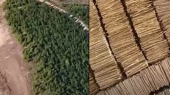 فیلم باورنکردنی / ساخت جنگل وسیع و طبیعی در کمتر از یک روز