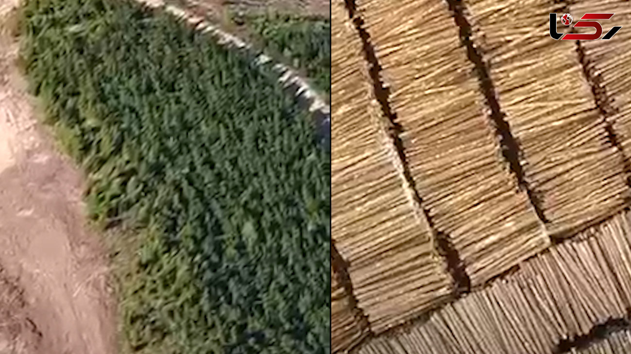 شیوه جدید کاشت درخت به کمک توپ در پاکستان!