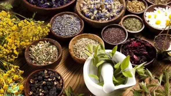 70 درصد گیاهان مهم دارویی کشور در خراسان رضوی کشت می‎شوند