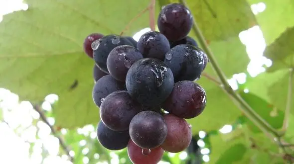 گلایه کشاورز خراسان شمالی از هدررفتن انگورهای بی‌مشتری