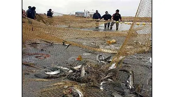 صید ماهی با نامردی !/ برای گرفتن یک ماهی چند میلیون بچه ماهی را می‌کشند؟