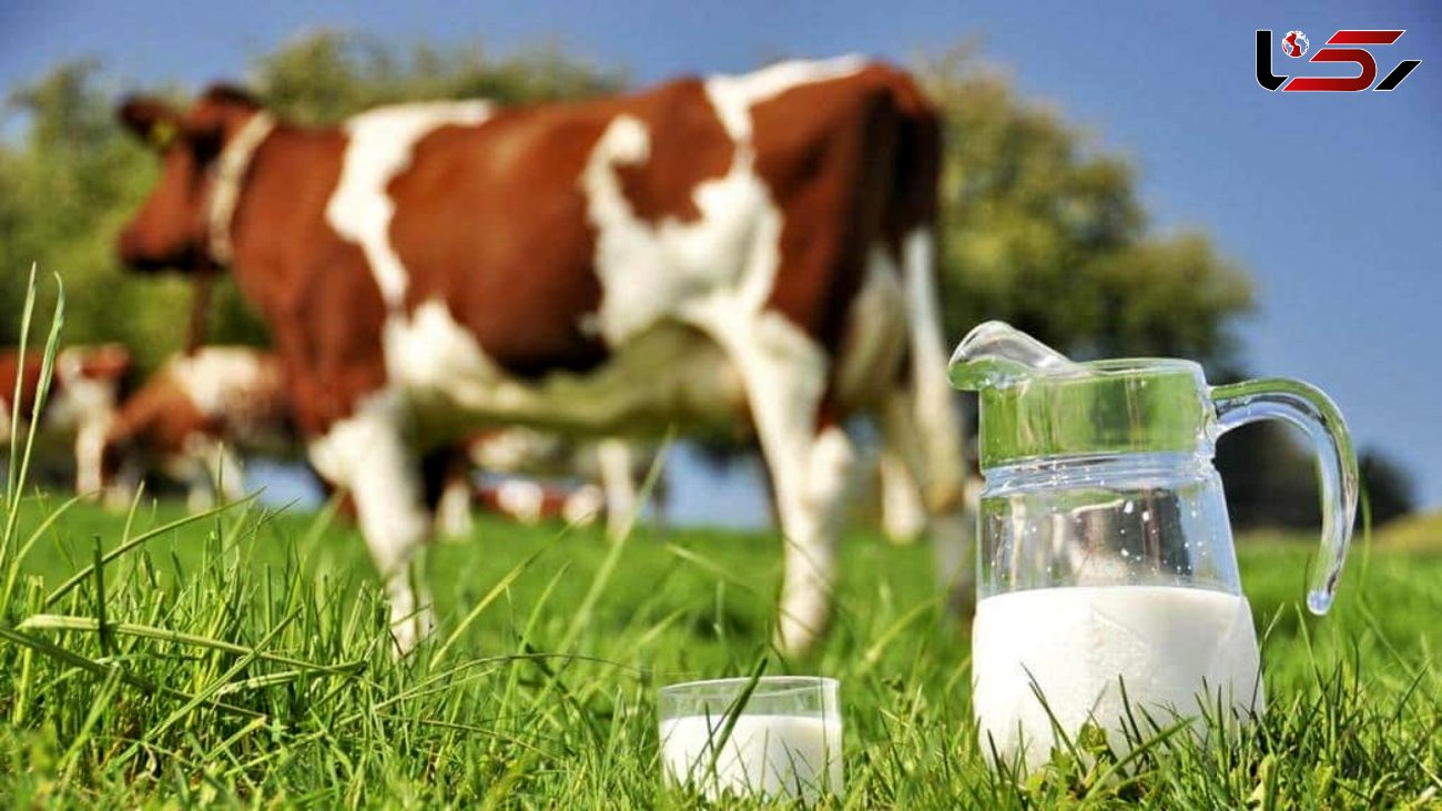 قیمت هر کیلو شیر خام ۶ هزار تومان / توزیع قطره چکانی نهاده های دامی با نرخ مصوب