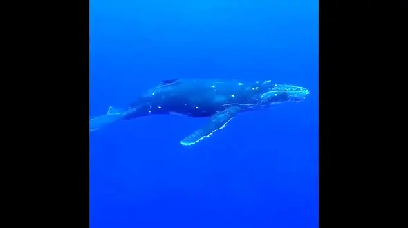 موسیقی در دنیای وال ها + فیلم