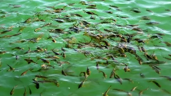 رهاسازی ۴۴۰ هزار قطعه ماهی بومی در تالاب بامدژ