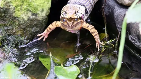 تصاویری خیره کننده از لحظه بلعیدن قورباغه توسط مار