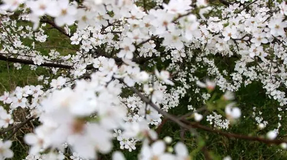 آخرین خبر از بارش برف و باران در اولین هفته سال 1400