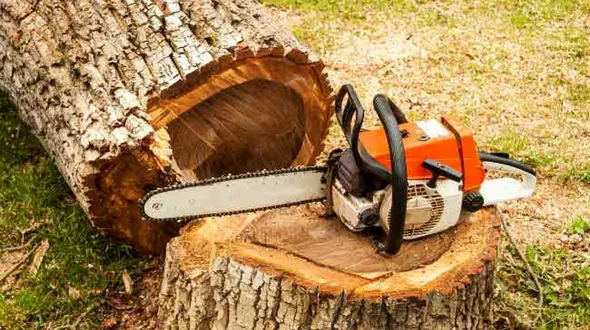 آتش گرفتن درخت بر اثر برخورد صاعقه + فیلم