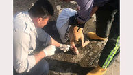 رهاسازی یک قلاده سگ گرفتار در سیم خاردار در مهاباد