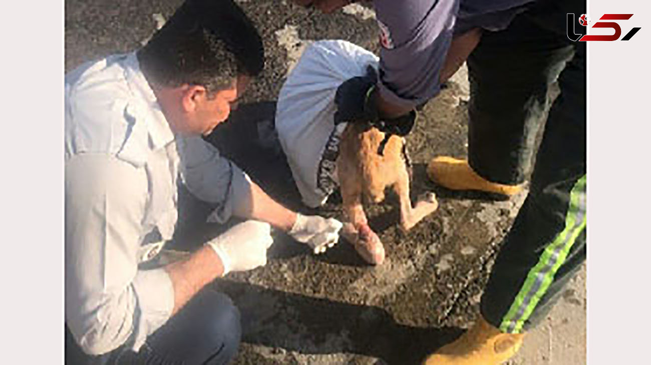 رهاسازی یک قلاده سگ گرفتار در سیم خاردار در مهاباد