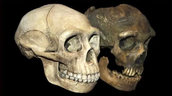 تاریخچه اولین گونه انسان؛ کاوش در گذشته انسان‌ ها