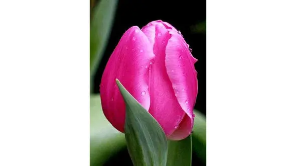 فال و طالع بینی ویژه 19 اردیبهشت + فیلم