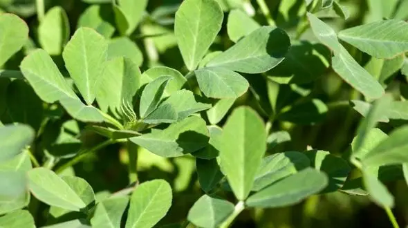 ورم معده را با این سبزی ضربه فنی کنید