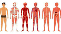اقدام جدید گوگل مپس برای بدن انسان + عکس