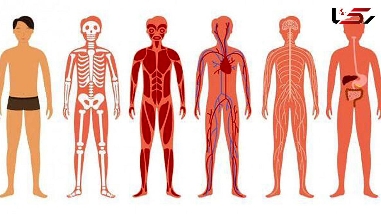 اقدام جدید گوگل مپس برای بدن انسان + عکس