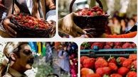  کردستان رتبه اول تولید توت فرنگی کشور را دارد