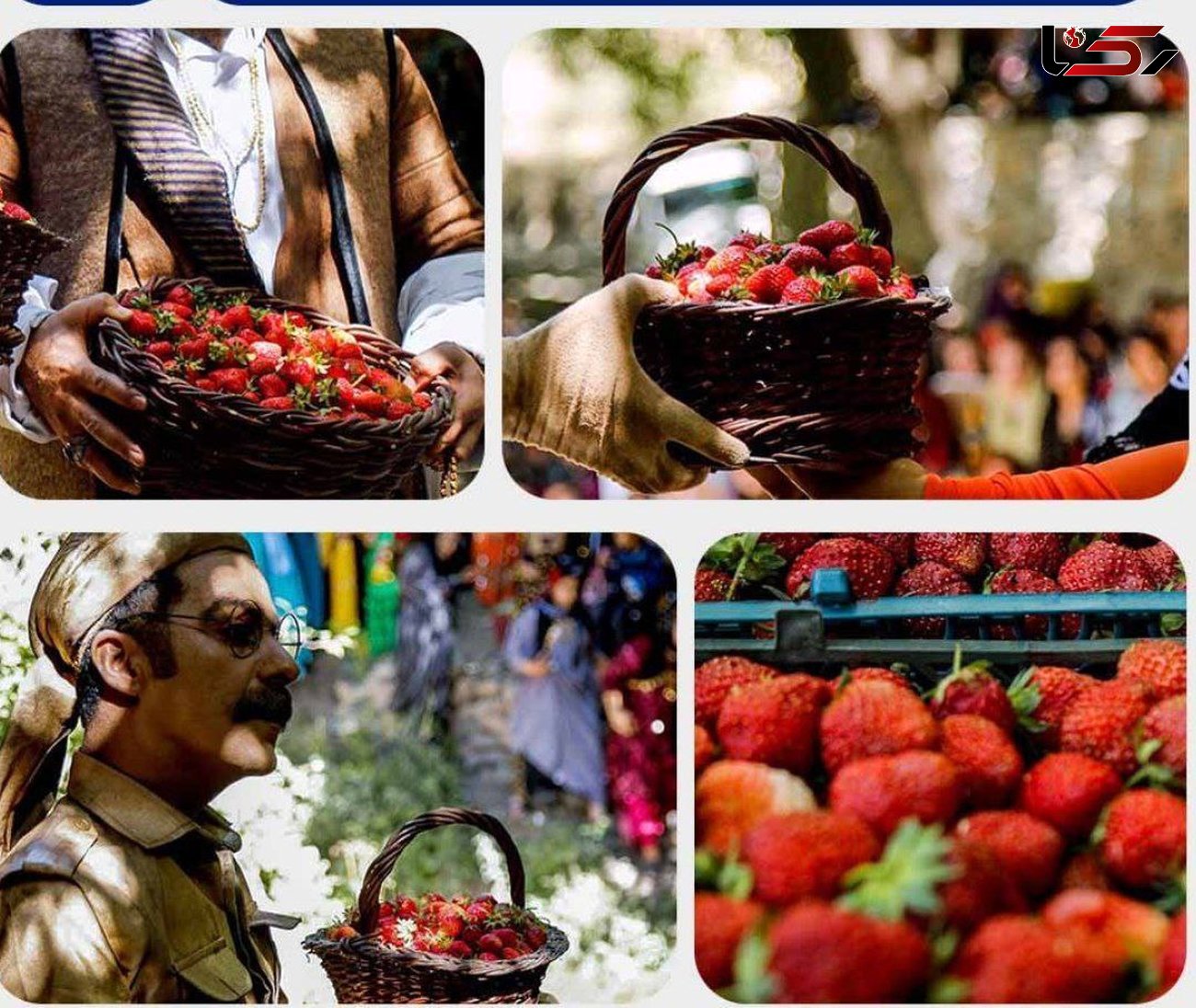  کردستان رتبه اول تولید توت فرنگی کشور را دارد