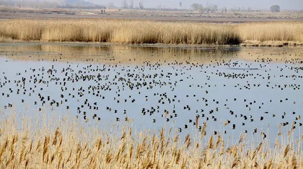 تصویر شگفت انگیز از  ۳۰ هزار بال پرنده مهاجر در تالاب کانی‌برازان مهاباد 

