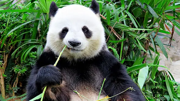 پاندای شکمو غذا را به بچه اش ترجیح داد + فیلم