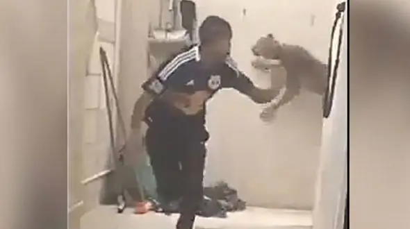 حمله پلنگ به یک مرد در ساختمان + فیلم 