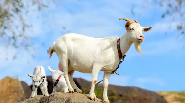 شیر دادن بز نر در گناباد + فیلم