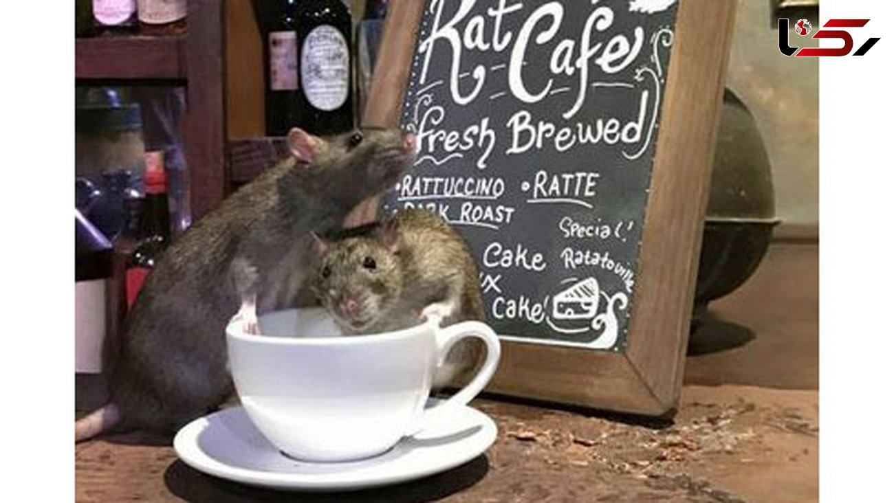 نوشیدن قهوه با موش های فاضلاب +عکس 