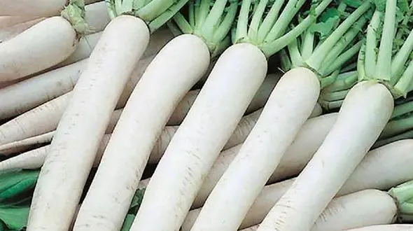 ترب سفید محافظ قلب شماست + اینفوگرافی