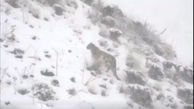 ببینید / تصاویری زیبا از پلنگ ایرانی در ارتفاعات برفی طالقان + فیلم